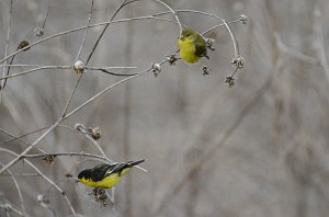 Finch, Lesser Goldfinch, 2012-12303391 Brownsville, TX